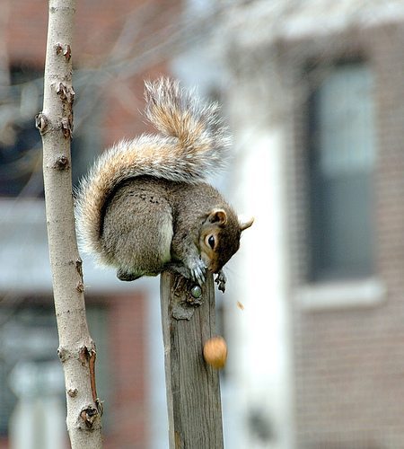 Squirrel at Washington Square Park -  Oops!