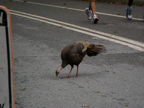 Wild Turkey off Central Park running path