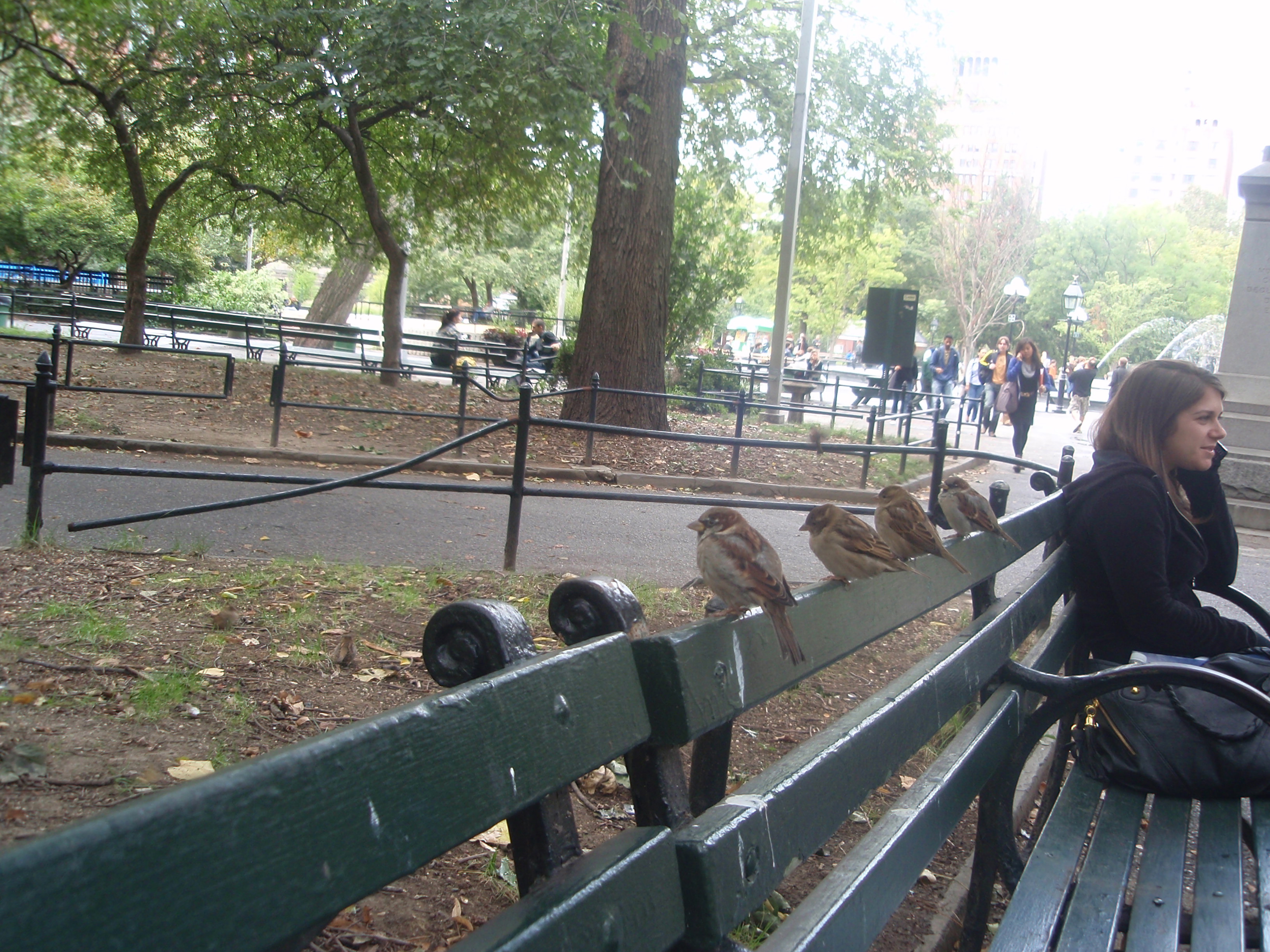 Sparrows on Old Benches